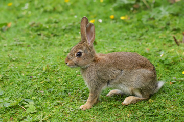 Wild Rabbit (Oryctolagus cuniculus) in a field.