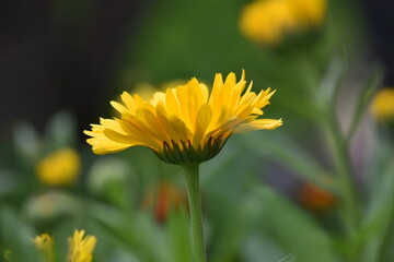 Blühende Ringelblume (Calendula officinalis)