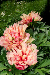 Itoh Hybrid Peony (Paeonia Itoh hybrid) in park