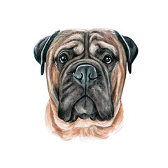 Watercolor illustration of a funny dog. Hand made character. Portrait cute dog isolated on white background. Watercolor hand-drawn illustration. Popular breed dog. Bullmastiff