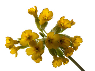 Obraz premium ramo de flores
