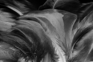 Beautiful dark black feather pattern  texture background