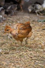 Little colorful chickens running around the garden