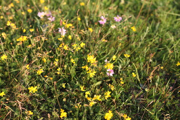 field of dandelions