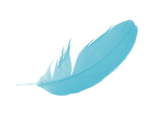 Obraz premium Beautiful feather color green turquoise isolated on white background