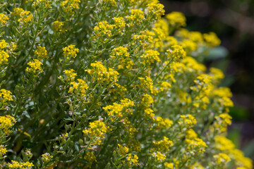 Flowering oilseed rapeseed on a field