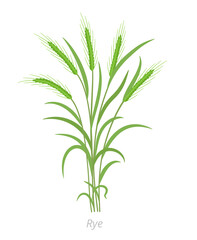 Rye plant. Bunch green grass. Secale cereale. Species of cereal grain. Cereal grain. Vector agricultural illustration. Agronomy.