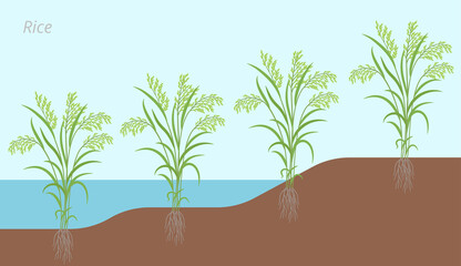 Rice plant development in water and on land. Oryza glaberrima. Oryza sativa. Cereal grain. Harvest. Vector infographic illustration.