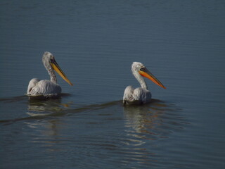 A couple of pelicans at Karla lake at central Greece 
