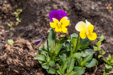 Heartsease (Viola tricolor) in garden
