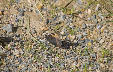 The small tortoiseshell (Aglais urticae) is a Eurasian butterfly in the family Nymphalidae. While the dorsal surface of the wings is vividly marked, the ventral surface is drab, providing camouflage.