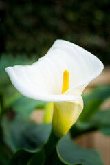 Close up of a beautiful white Calla Lily flower against natural background
