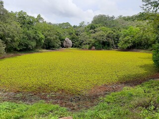 Moss in the lake in Sri Lanka