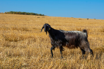 Beautiful goat and Cute little  lambs on  spring yellow meadow during sunrise