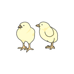 ニワトリのヒナ