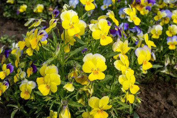 Obraz premium Heartsease (Viola tricolor) in garden