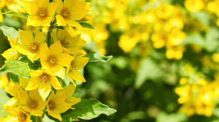 A bunch of bright beautiful yellow flowers on a blurred background of the nature of the park or garden, copy space for text © Valentyna