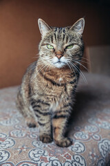 Funny portrait arrogant short-haired domestic tabby cat relaxing at home. Little kitten lovely member of family playing indoor. Pet care health and animal concept.