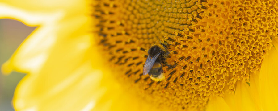 cute shaggy bumblebee sits on a sunflower on a clear sunny day, positive image
