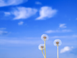 Dandelions on a background of summer blue sky with clouds