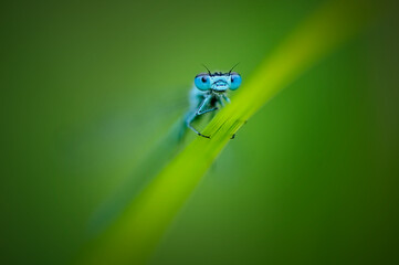 Beautiful cute dragonfly Blue tailed Damselfly