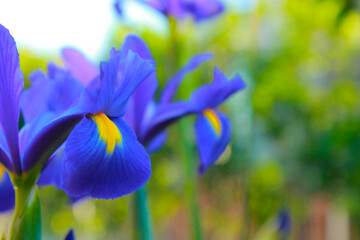 artistic background with watercolor colors of purple lilies in the Italian spring