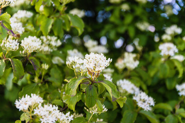 Blooming elderflower in garden (Sambucus nigra).