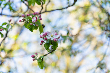blooming apple trees, selective focus, blurred background