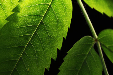 green carved leaves on a black background with backlight and veins. macro shot.