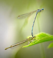 Beautiful cute dragonfly, White legged Damselfly