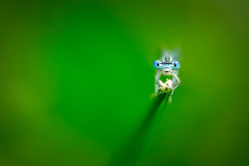 Beautiful cute dragonfly, White legged Damselfly  - 361295828