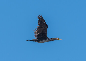 Great cormorant.