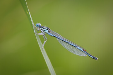 Beautiful cute dragonfly, White legged Damselfly - 361296000