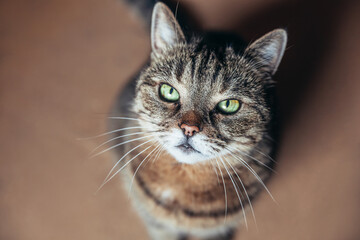 Funny portrait arrogant short-haired domestic tabby cat relaxing at home. Little kitten lovely...