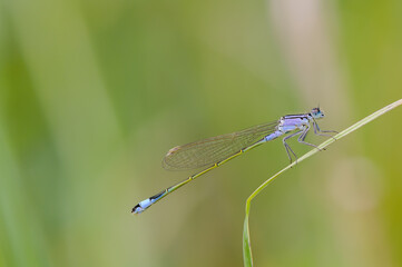 Close up of dragonfly, Blue tailed damselfly - 361296043