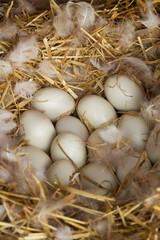 White duck eggs in the hay carried by a duck