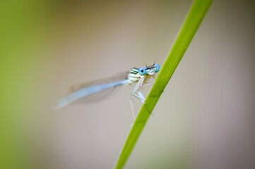 Beautiful cute dragonfly, White legged Damselfly - 361296081