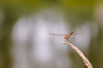 Close up of dragonfly, Vagrant darter.  - 361296099
