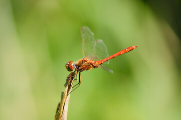 Close up of dragonfly, Vagrant darter.  - 361296203