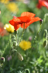 Obraz premium Mohnblüte im Gegenlicht