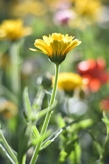 Blühende Ringelblume (Calendula officinalis)