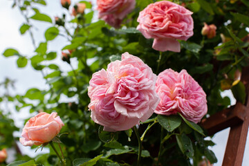 Huge apricot rose flowers gardening