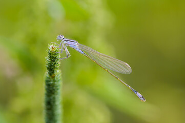 Close up of dragonfly, Blue tailed damselfly - 361296283