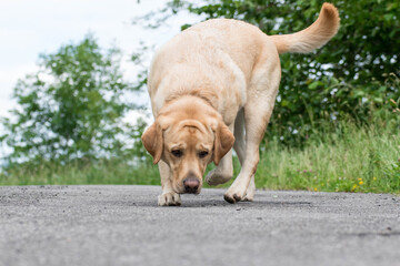 Perro Labrador camina y sigue un olor por la carretera