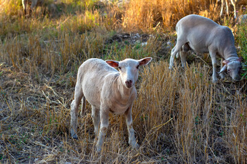 Beautiful goat and Cute little  lambs on  spring yellow meadow during sunrise