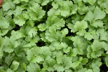Koriander (Coriandrum)