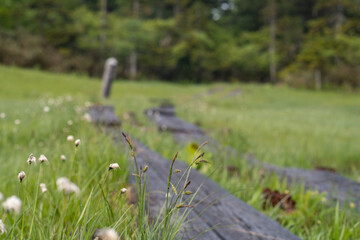 尾瀬ワタスゲの草原