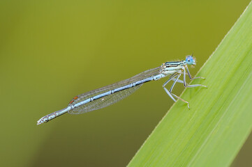 Beautiful cute dragonfly, White legged Damselfly - 361296435