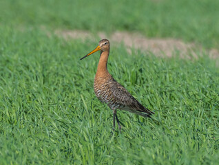 Big godwit.