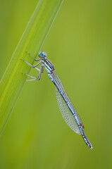 Beautiful cute dragonfly, White legged Damselfly - 361296613